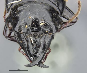 Media type: image;   Entomology 22013 Aspect: head frontal view